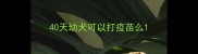 40天幼犬可以打疫苗么
