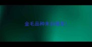 金毛品种来自哪里