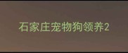 石家庄宠物狗领养