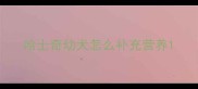 哈士奇幼犬怎么补充营养