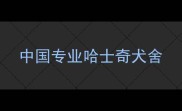 中国专业哈士奇犬舍