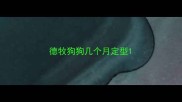德牧狗狗几个月定型