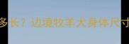 成年边牧标准体型多长边境牧羊犬身体尺寸全附饲养指南