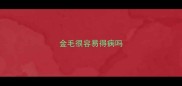 金毛很容易得病吗