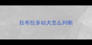 拉布拉多幼犬怎么判断