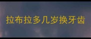 拉布拉多几岁换牙齿