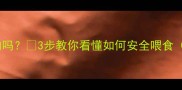狗狗能吃鸡腿肉吗3步教你看懂如何安全喂食附营养配比表