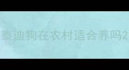 泰迪狗在农村适合养吗