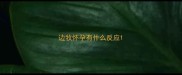 边牧怀孕有什么反应