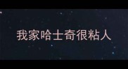 我家哈士奇很粘人