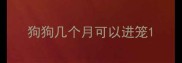 狗狗几个月可以进笼