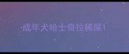 成年犬哈士奇拉稀屎