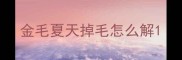 金毛夏天掉毛怎么解