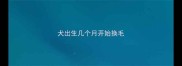 犬出生几个月开始换毛
