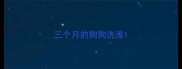 三个月的狗狗洗澡