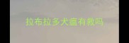 拉布拉多犬瘟有救吗