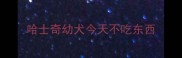 哈士奇幼犬今天不吃东西