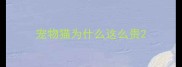 宠物猫为什么这么贵