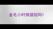 金毛小时候腿短吗
