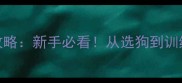 拉布拉多犬饲养全攻略新手必看从选狗到训练的120个实用技巧