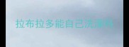 拉布拉多能自己洗澡吗