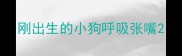 刚出生的小狗呼吸张嘴