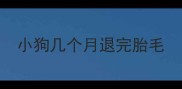 小狗几个月退完胎毛