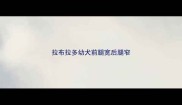 拉布拉多幼犬前腿宽后腿窄
