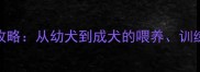 柴犬宾格Bingo全攻略从幼犬到成犬的喂养训练与健康管理指南