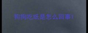 狗狗吃纸是怎么回事