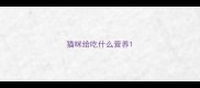 猫咪给吃什么营养