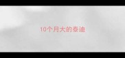 10个月大的泰迪