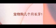 宠物狗几个月长牙
