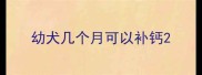 幼犬几个月可以补钙