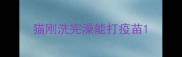 猫刚洗完澡能打疫苗