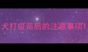 犬打疫苗后的注意事项