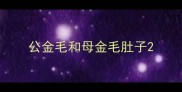 公金毛和母金毛肚子