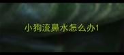 小狗流鼻水怎么办