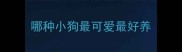 哪种小狗最可爱最好养