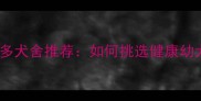浙江优质拉布拉多犬舍推荐如何挑选健康幼犬及饲养全攻略