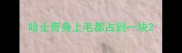 哈士奇身上毛都占到一块