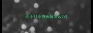 两个月小猫长癣怎么办