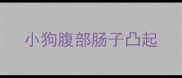 小狗腹部肠子凸起