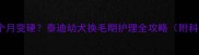 小泰迪的毛几个月变硬泰迪幼犬换毛期护理全攻略附科学解决方案