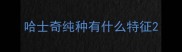 哈士奇纯种有什么特征