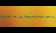 拆家预警3-6月龄拉布拉多幼犬社会化训练全攻略