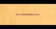 两个月的狗狗咳嗽怎么办