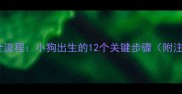 母狗生育全流程小狗出生的12个关键步骤附注意事项