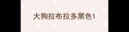 大狗拉布拉多黑色