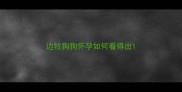 边牧狗狗怀孕如何看得出